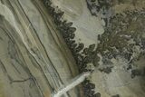 Triassic Aged Stromatolite Fossil - England #365749-1